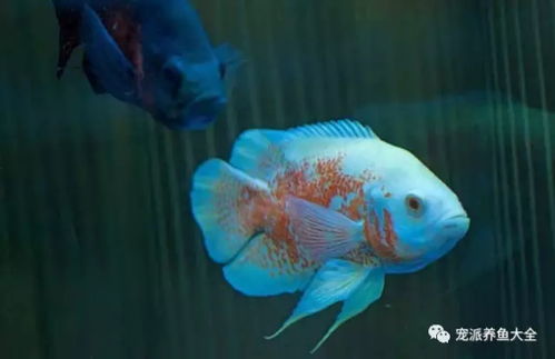 關心我們的魚 觀賞魚到底能活多久？從壽終正寢到各年齡一覽