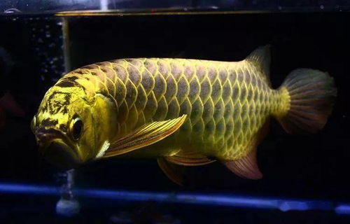 揭秘觀賞魚死因 對照這些，看你做對了沒