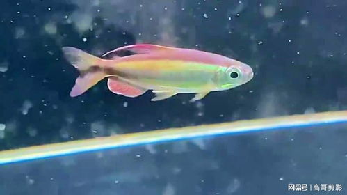 觀賞魚黃金二線剛果背鰭、臀鰭呈紅色，這是怎么回事？