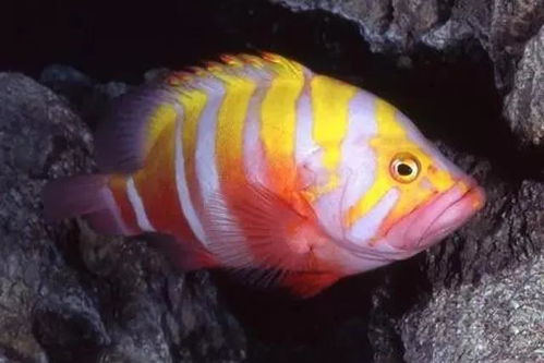 世界名貴觀賞魚排行榜 第一名可以在北京買套房