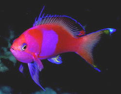 色彩繽紛的海水觀賞魚 03 常見品種養護指南